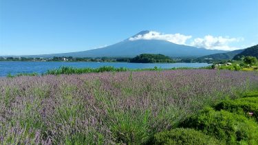 富士山の絶景と川口湖畔の大石公園、ブルーベリー狩りの旅について