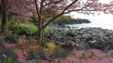 河津桜の咲く城ヶ崎海岸、大室山と椿の咲く小室山、三島スカイウォークの旅